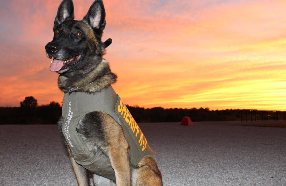 K9 in a bullet proof vest