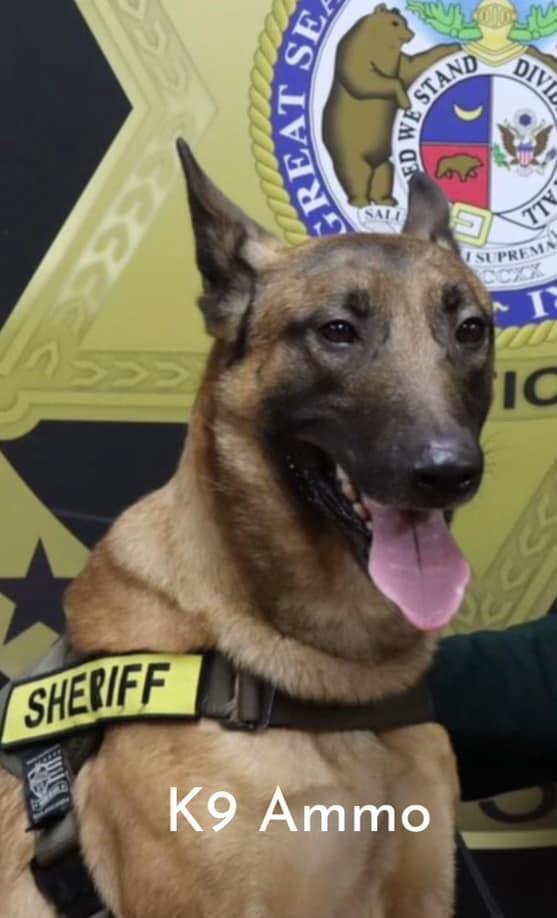 Male Belgian Malinois dual-purpose K9