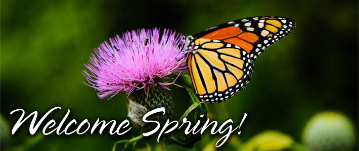 a butterfly on a flower and the words Welcome Spring
